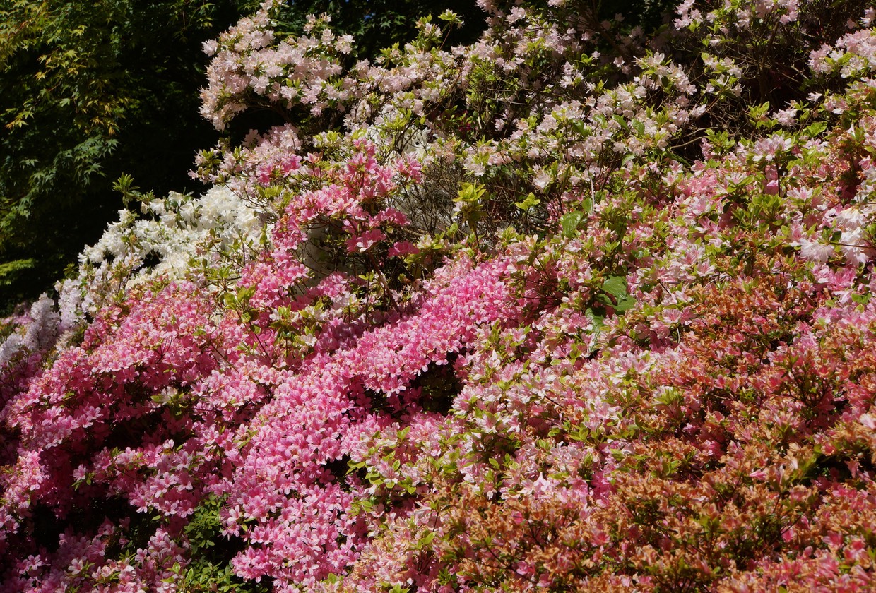 052913 8 More beautiful flowers of Greenway