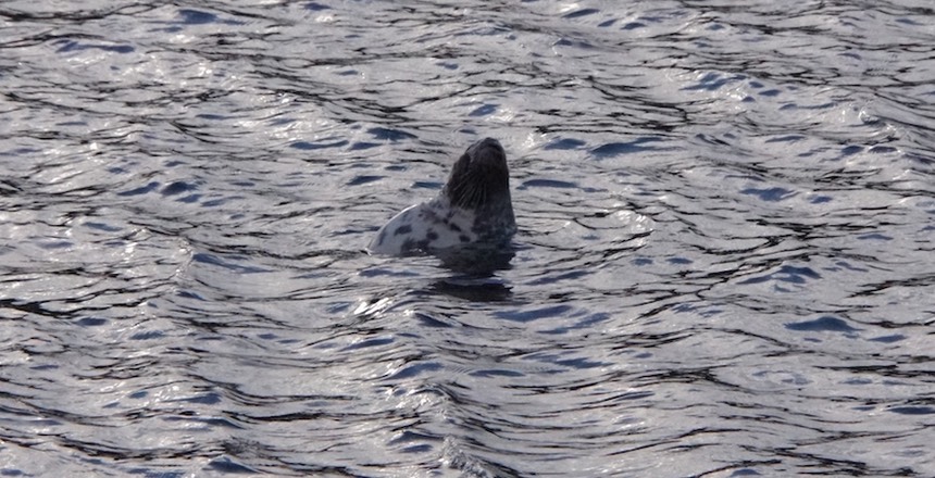 061613 1 A welcoming seal to Stornoway
