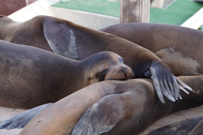 140226 21 Sealions