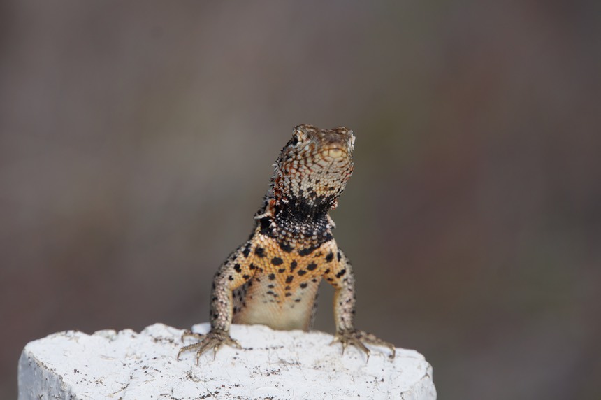 140307 23 Santiago Island James Bay Lava Lizard