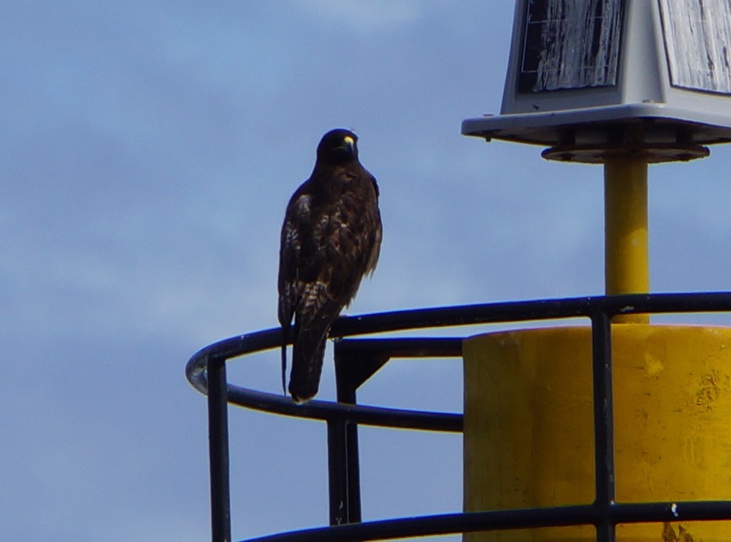 140307 24 Santiago Island James Bay Galapagos Hawk