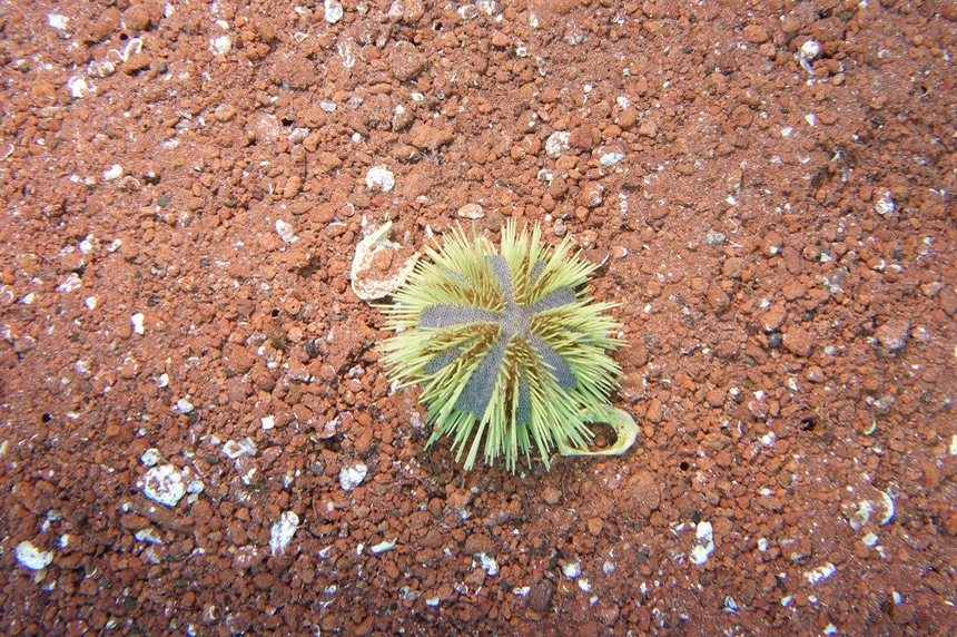 140307 59 Isla Rabida Snorkelling Green Sea Urchin