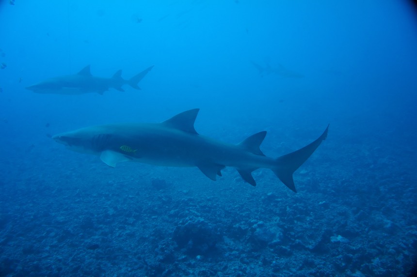 140414 8 Moorea Dive Lemon  Shark