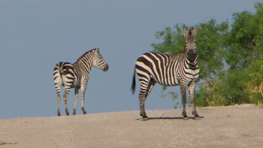 140422 20 Zebras Greve