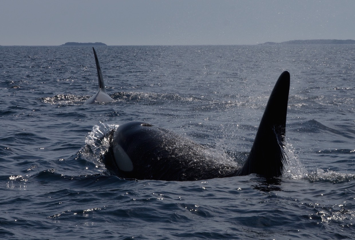 140707 20 Rib Tour Rost Orcas