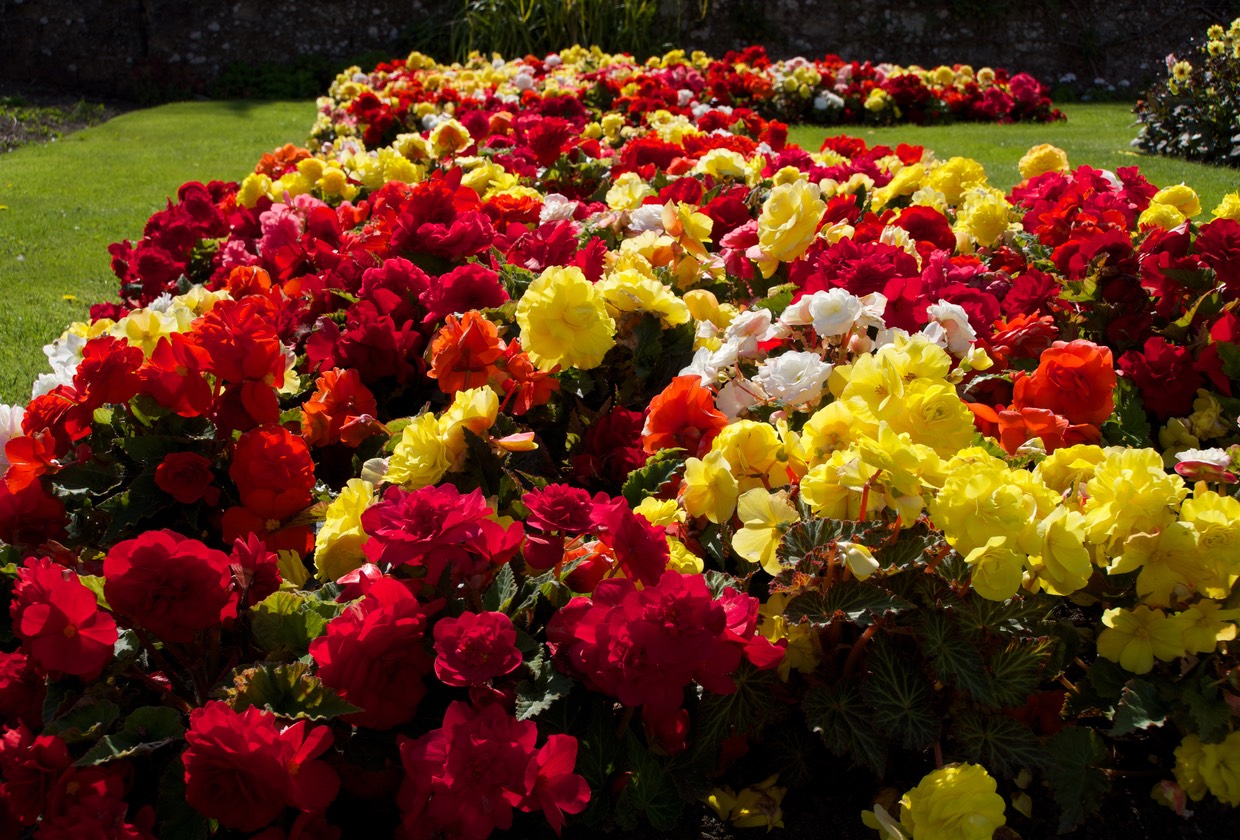 140827 4 Melrose Dryburgh Abbey Flowers