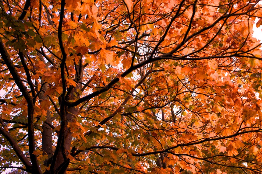 141017 2 playing with autumn colours