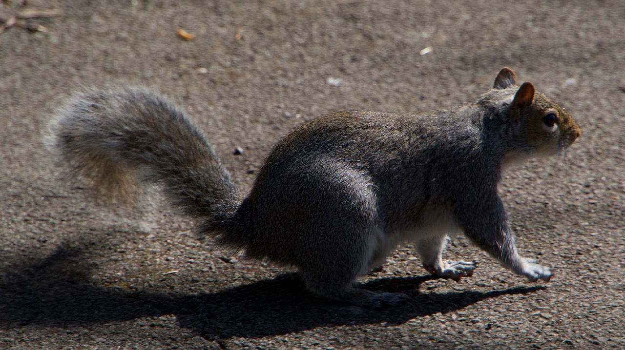 150414 4 Walking Nothe Fort Weymouth Squirrel