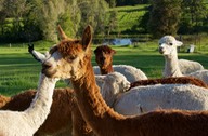 151126 1 Mount Mee Alpaca Farm