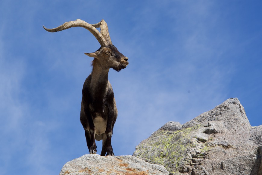 160926 27 Walking Laguna Grande Spanish Ibex Goat on a mission.jpg