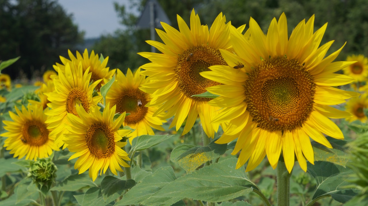 170625 41 Fields of Sunflowers