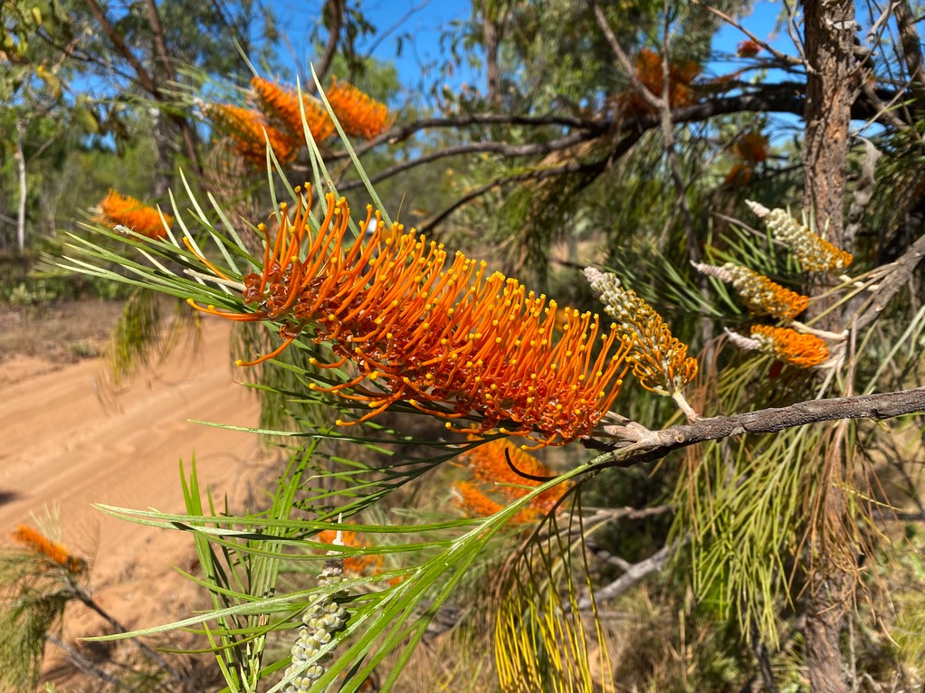 200801 5 Grevillea in flower-1