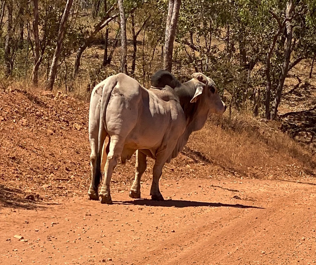 200818 9 One large Brahman Bull-1