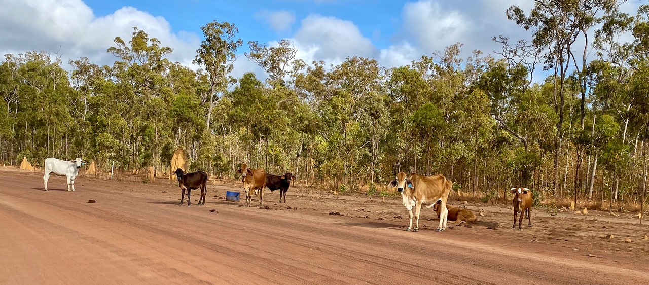 200927 Day 19 Bramwell to Loyalty Beach New Mapoon  Bamaga -12 Morning routine dodge cattle