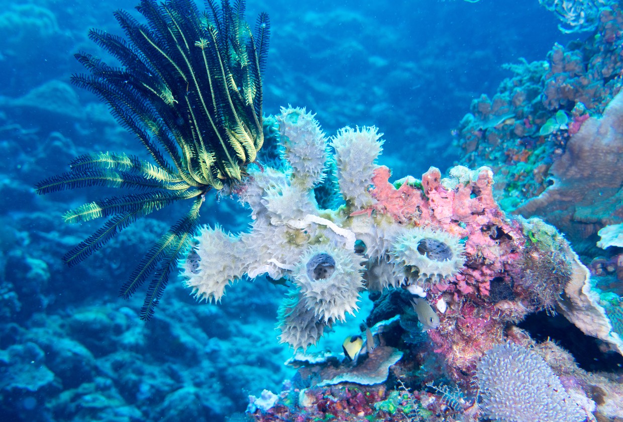 Colours of East Timor Diving