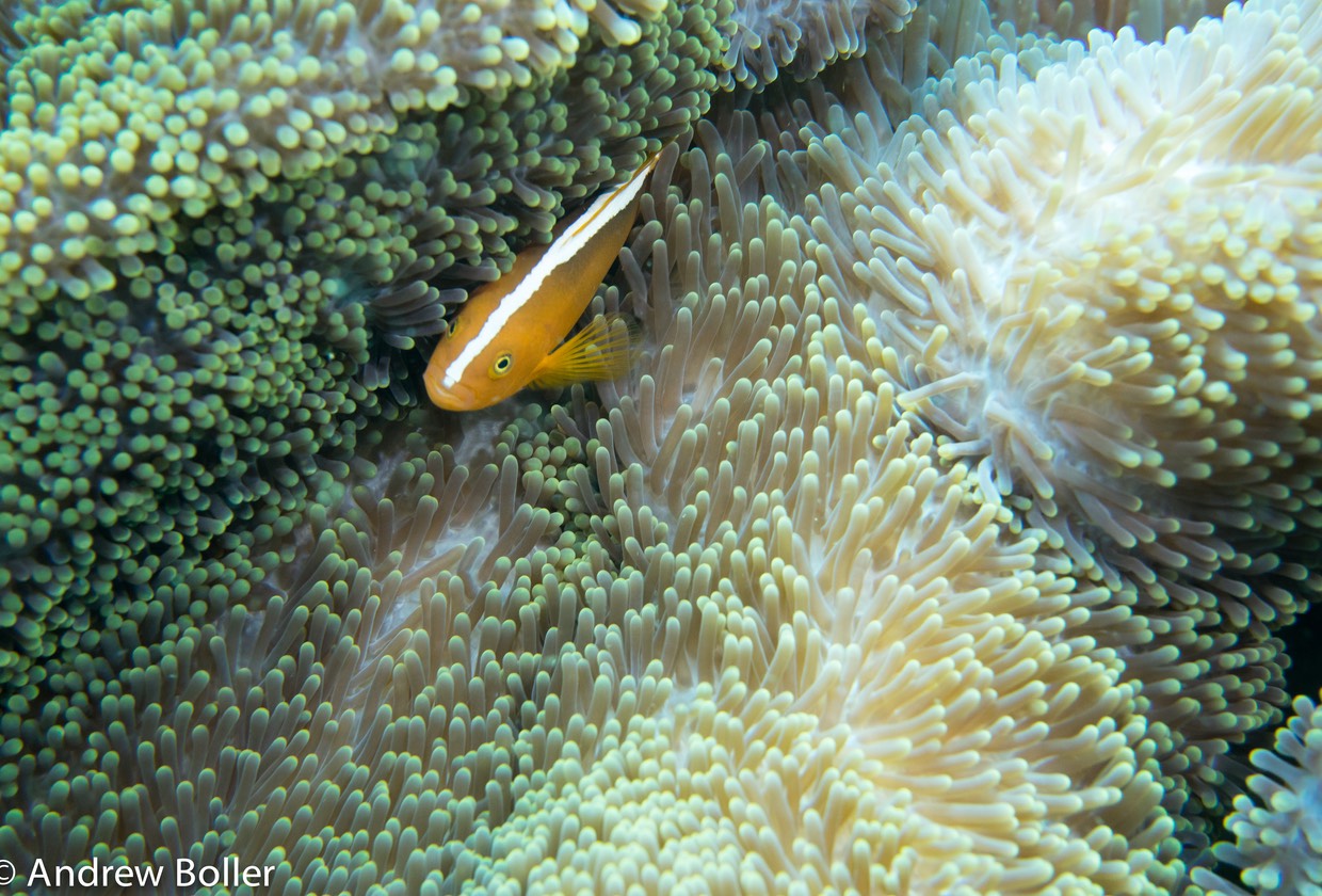 Timor - Skunk Anenome Fish